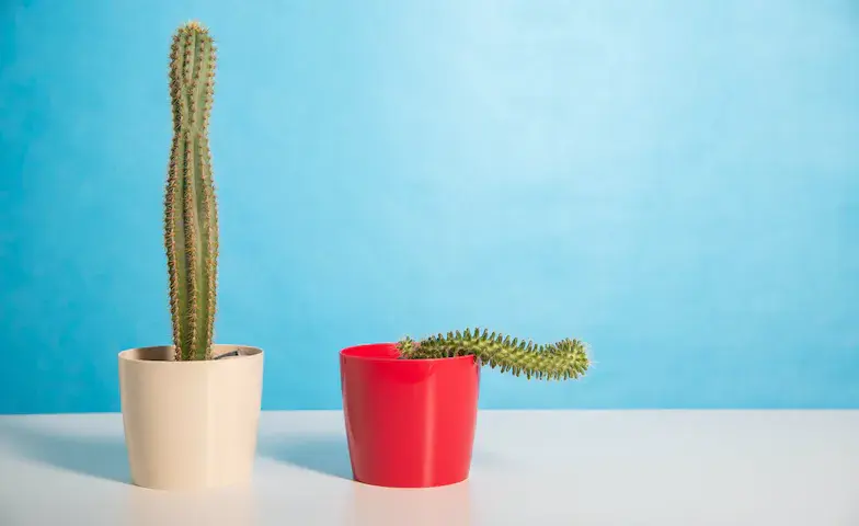 Erection Rings vs Delay Sprays – Which Lasts Longer in Bangladesh?